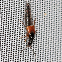 Philonthus quisquiliarius