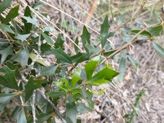 Berberis ruscifolia