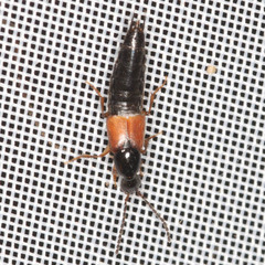 Philonthus quisquiliarius