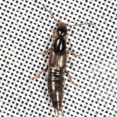 Philonthus quisquiliarius