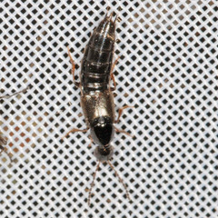 Philonthus quisquiliarius