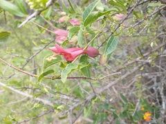 Dolichandra cynanchoides