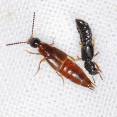 Philonthus quisquiliarius