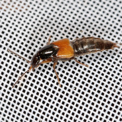 Philonthus quisquiliarius