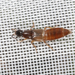 Philonthus quisquiliarius