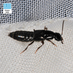 Philonthus umbratilis