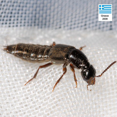 Philonthus umbratilis