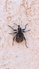 Brachypera zoilus
