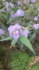 Solanum silvestre