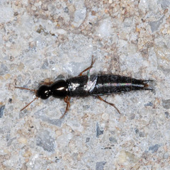 Raphirus