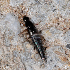 Raphirus