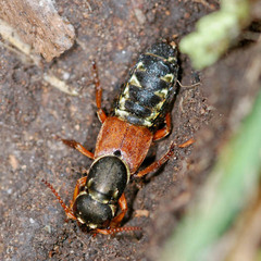 Staphylinus caesareus