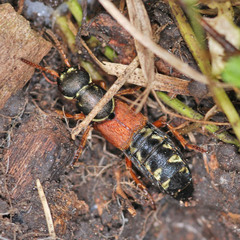 Staphylinus caesareus