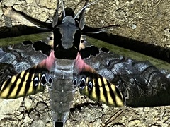 Adhemarius sexoculata