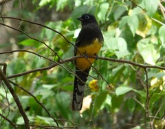 Trogon melanocephalus