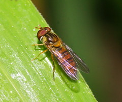 Episyrphus viridaureus