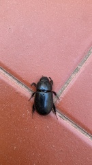 Coleoptera