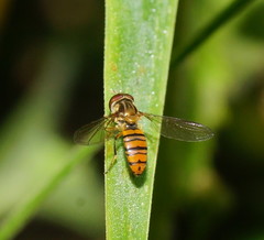 Episyrphus viridaureus