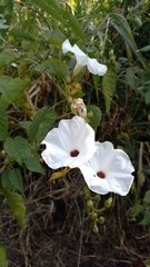 Ipomoea pauciflora