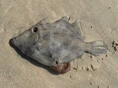 Stephanolepis hispida