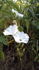 Ipomoea pauciflora