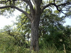 Pterocarpus erinaceus