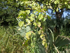 Pterocarpus erinaceus