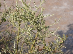 Cyclolepis genistoides