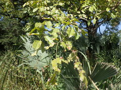 Pterocarpus erinaceus