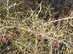 Cyclolepis genistoides