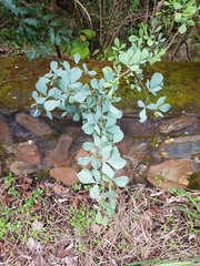 Searsia zeyheri