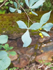 Searsia zeyheri
