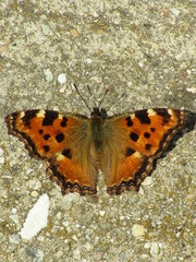 Nymphalis polychloros