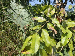Pterocarpus erinaceus