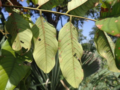 Pterocarpus erinaceus