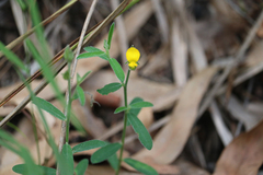 Crotalaria brevis