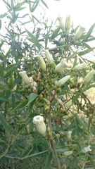 Ipomoea proxima