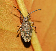 Omyta centrolineata