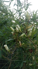 Ipomoea proxima