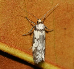 Philobota partitella