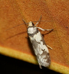 Philobota partitella