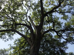 Pterocarpus erinaceus