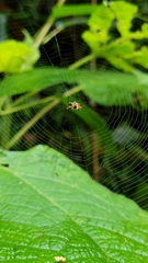 Micrathena bicolor