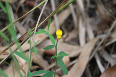 Crotalaria brevis