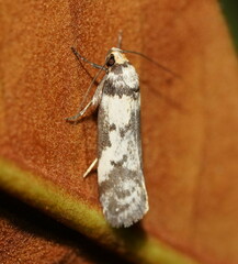 Philobota partitella