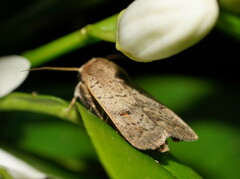 Proteuxoa