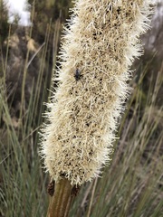 Xanthorrhoea caespitosa