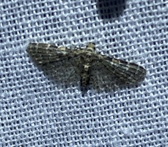 Alucitidae