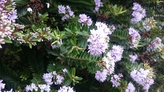 Veronica diosmifolia