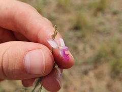 Polygala hottentotta